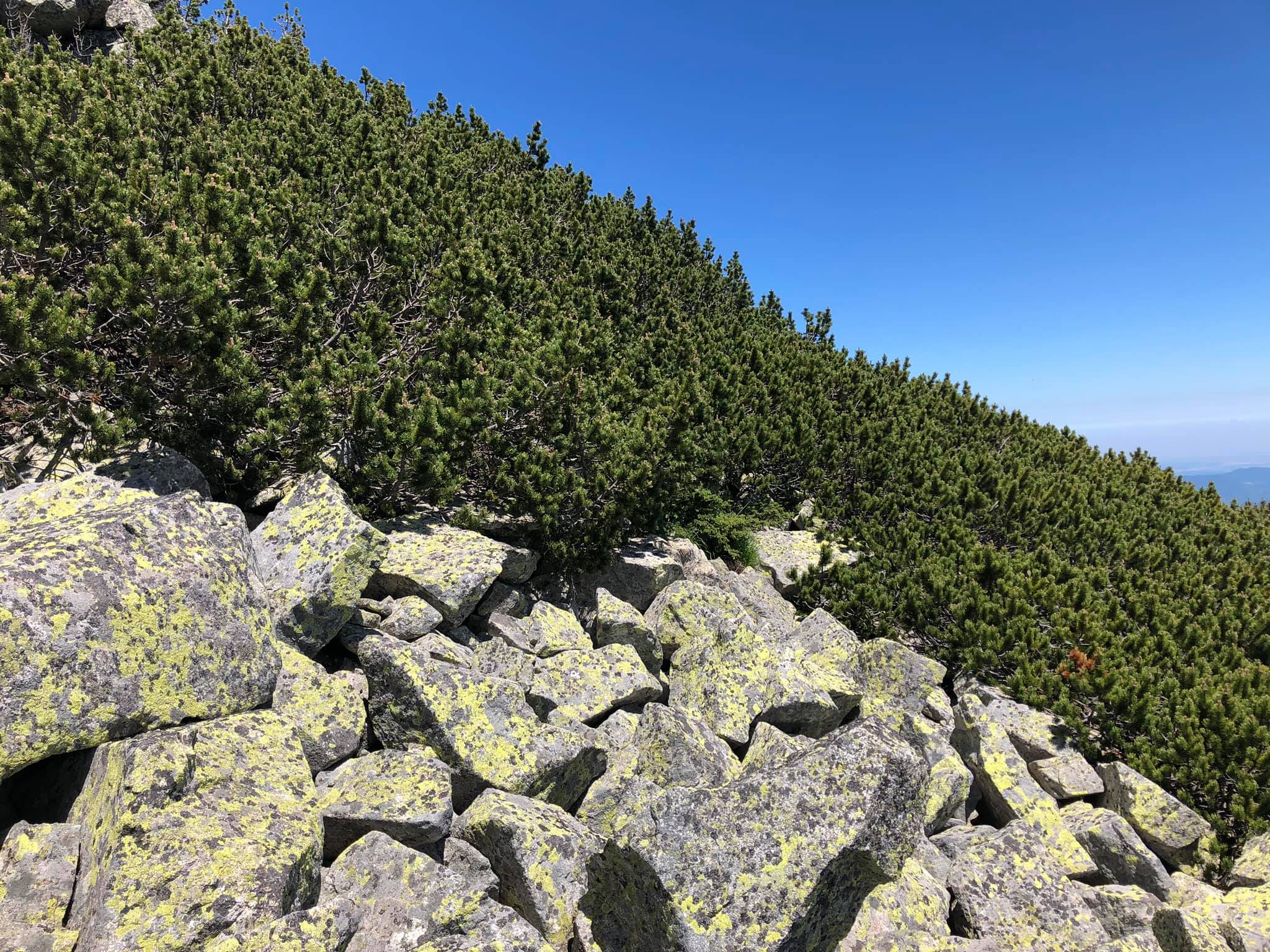 Bor Krivuljl, Stara Planina (Dupljak)